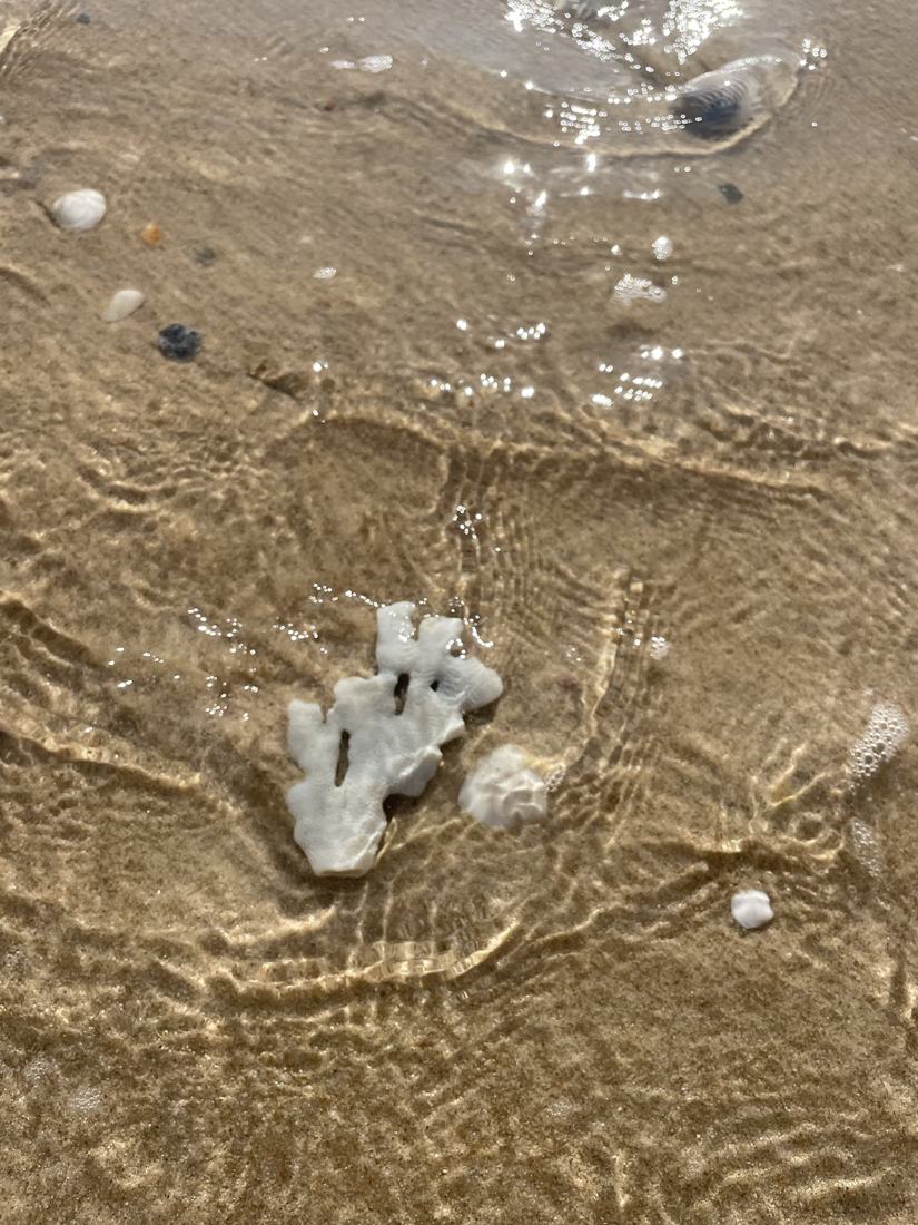 White coral resting in sunlit shallow water