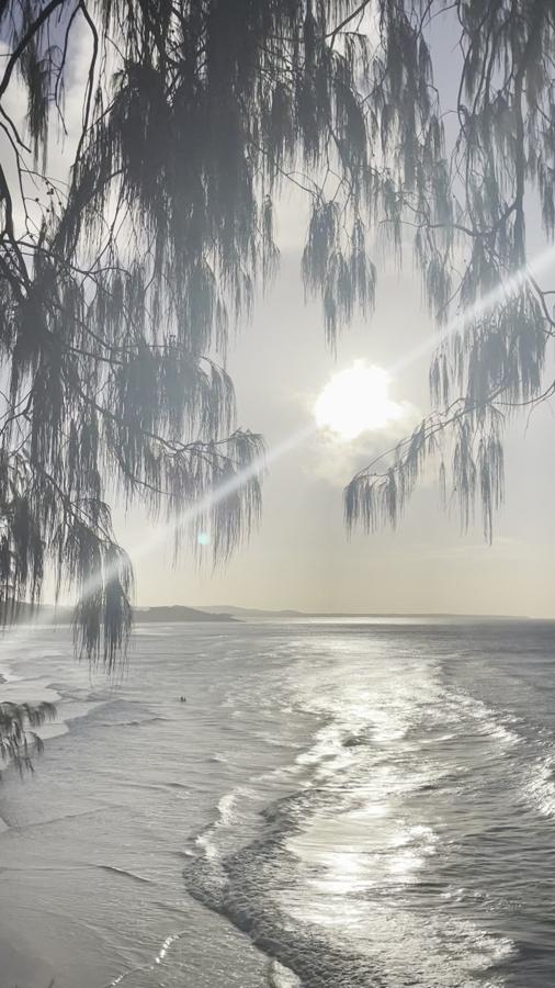 The sun through casuarina leaves above the evening ocean